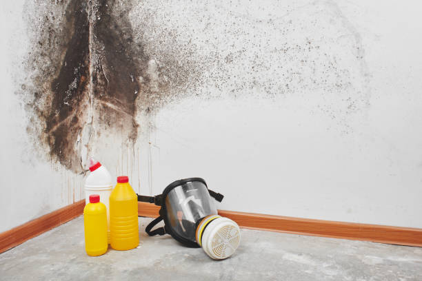 Best Preventive Mold Services in Berlin, NH