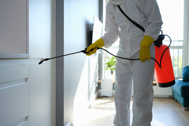 Best Basement Mold Remediation in Berlin, NH