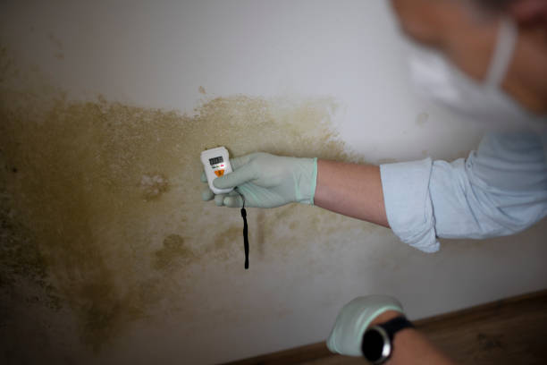 Best Commercial Mold Remediation in Berlin, NH