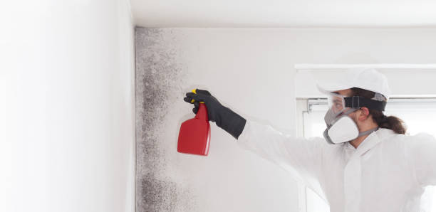 Best Attic Mold Remediation in Berlin, NH