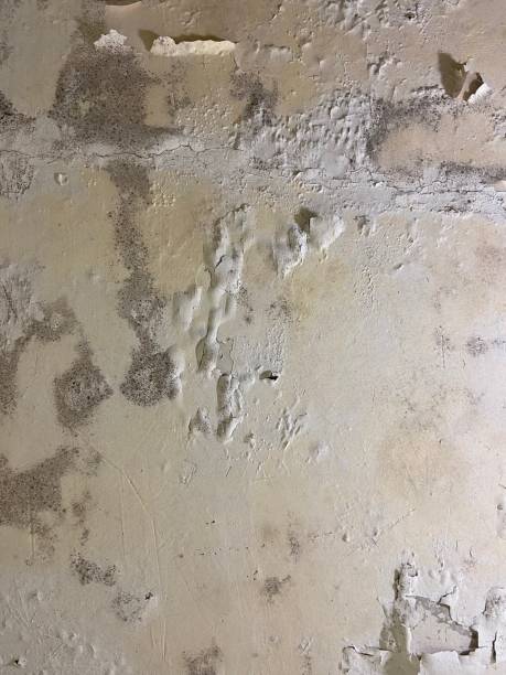 Best Black Mold Remediation in Berlin, NH